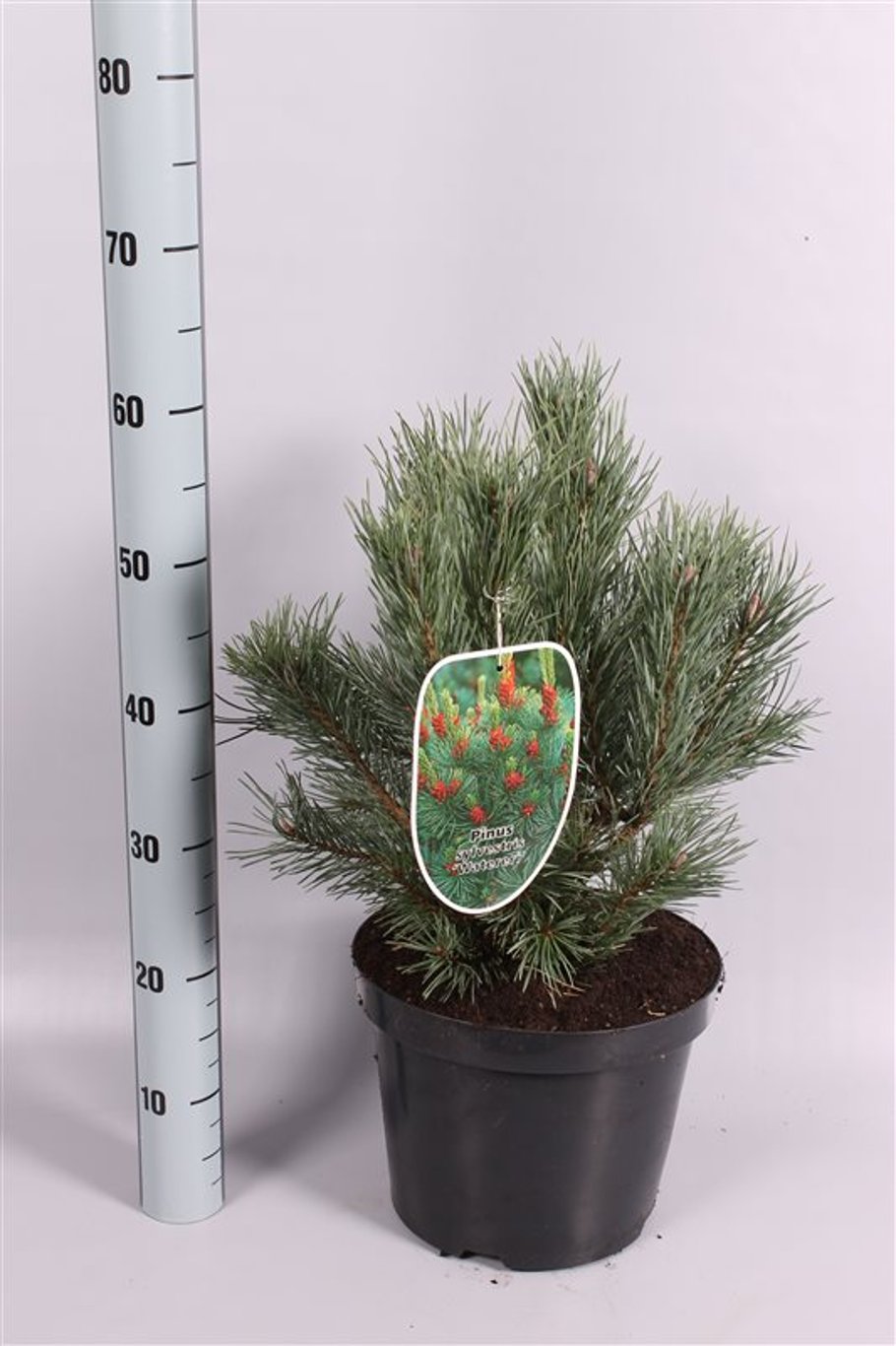 Pinus sylv. 'Watereri' - C7,5 45-50 CM